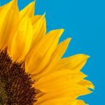 close-up photography of sunflower